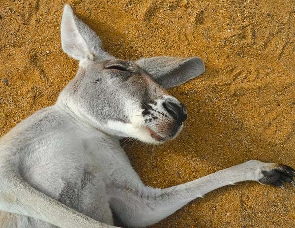 How Do Kangaroos Sleep (And More Facts)